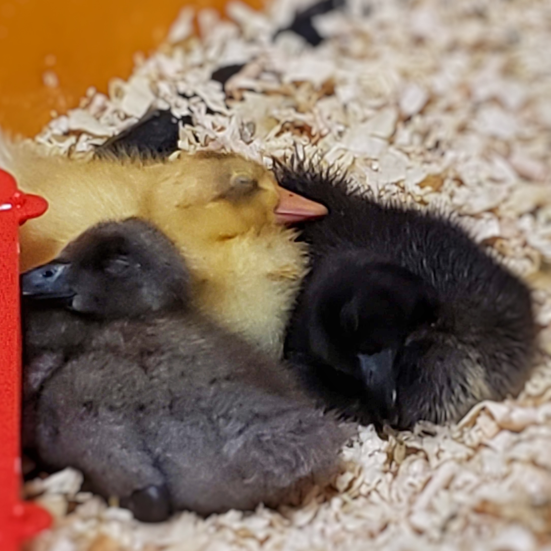 baby ducklings in a small pile, napping