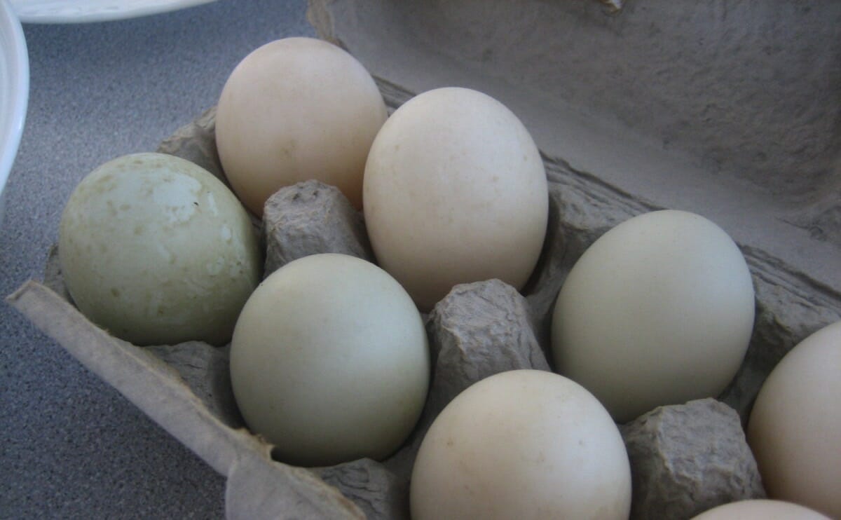 Duck eggs, varying in color from white to blue