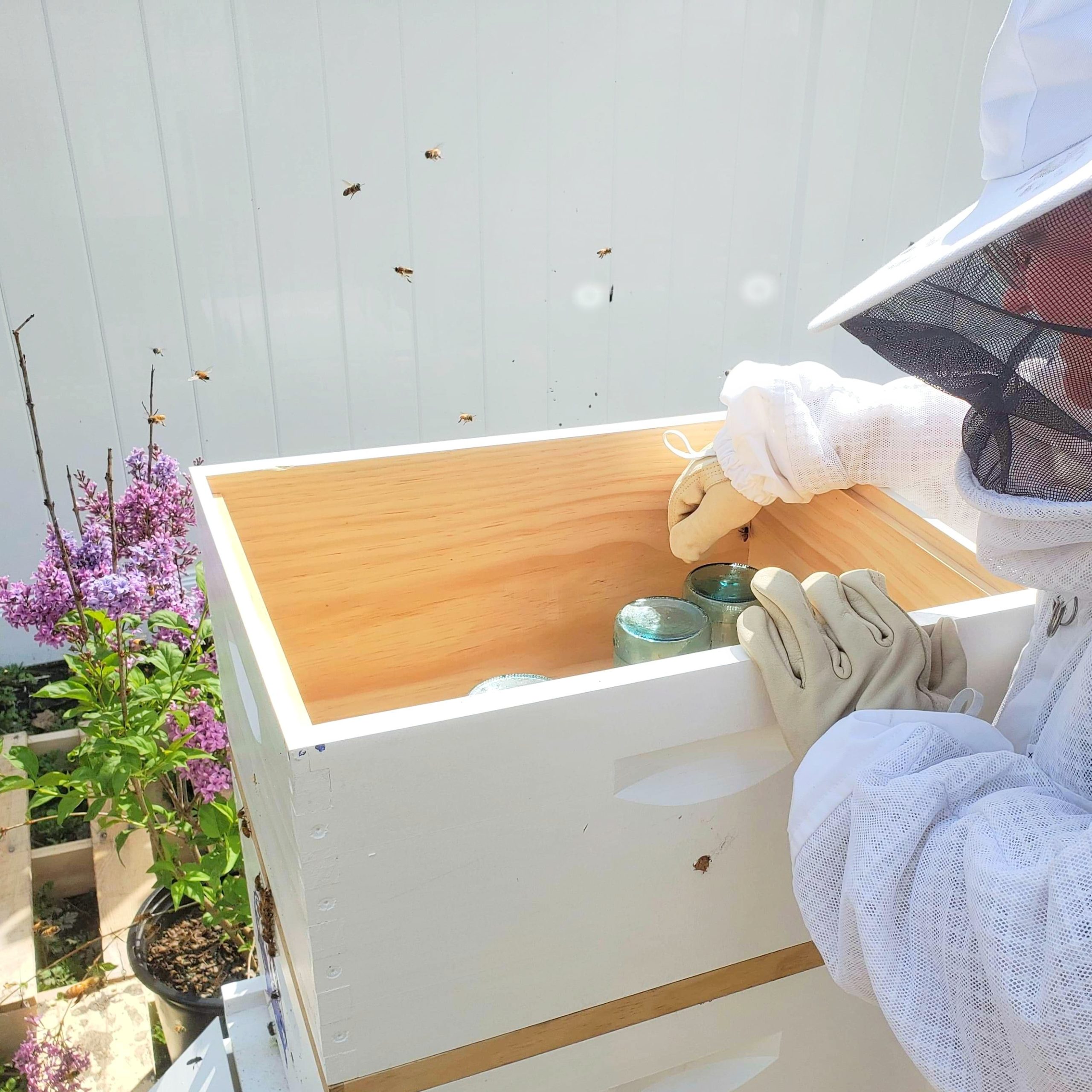 Meghan feeding the bees sugar syrup