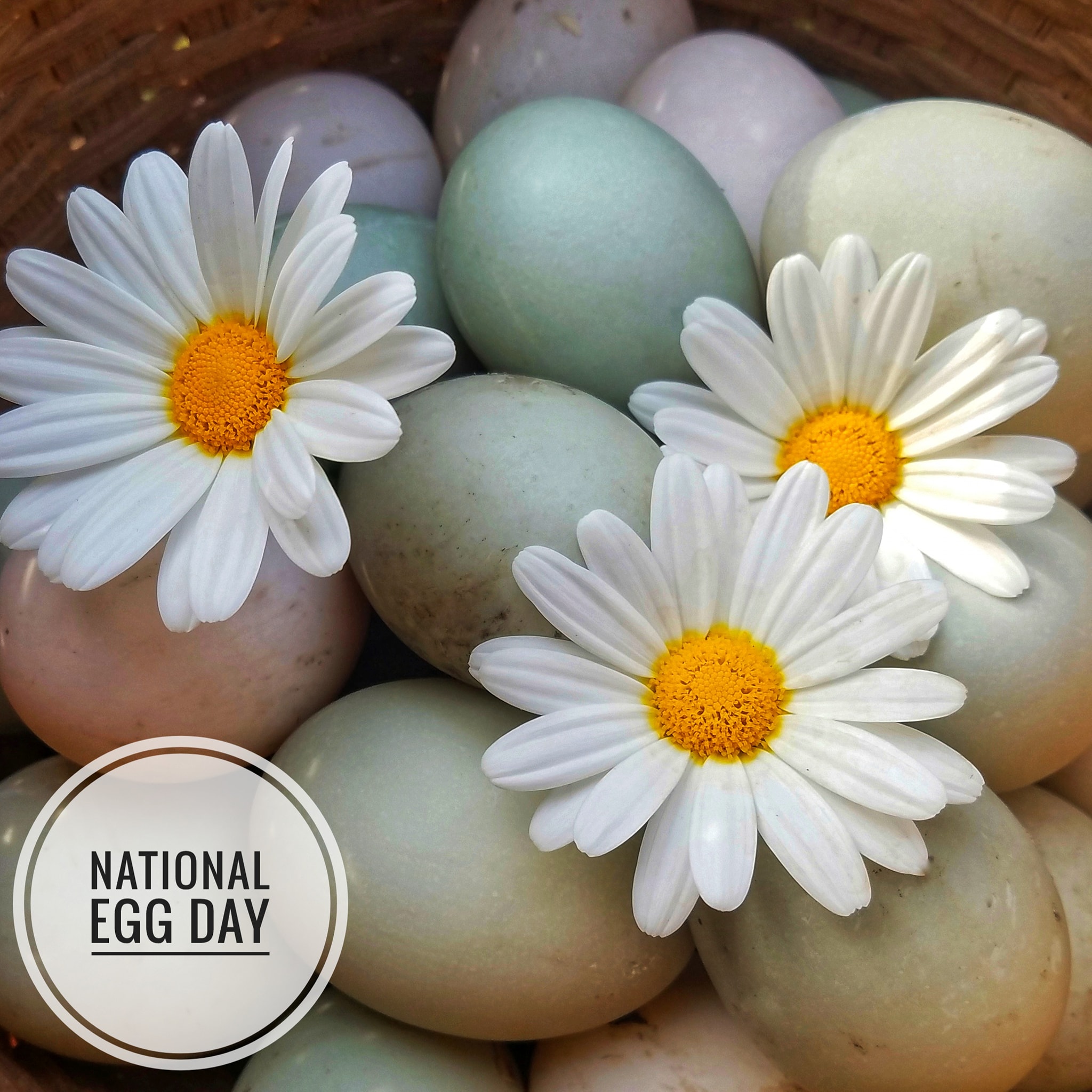 A basket full of colorful eggs with decorative daisy flowers. In the corner, text that says "National Egg Day".