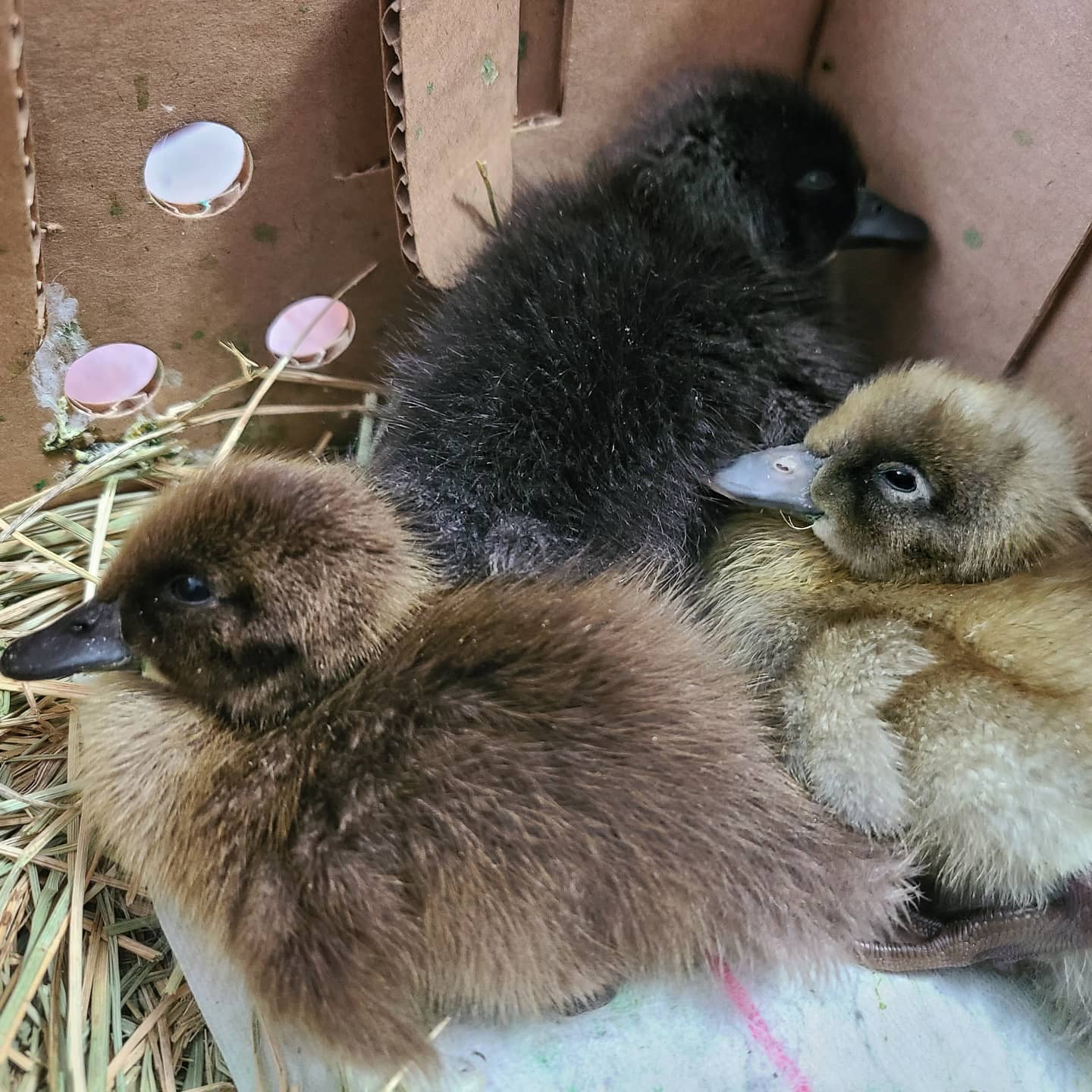 3 ducklings cuddled together on a heating pad in a cardboard box